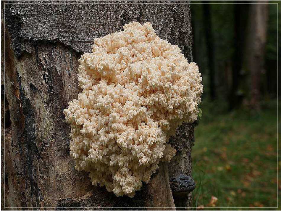 Hericidum coralloides