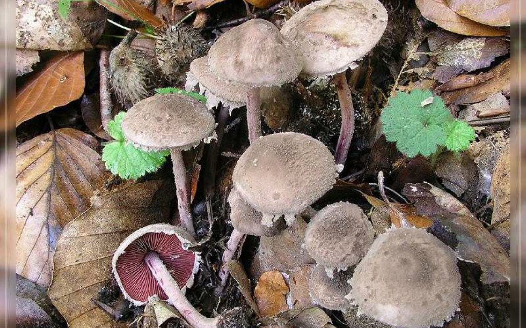 Blutblättriger Bunt-Körnchenschirmling – November 2010