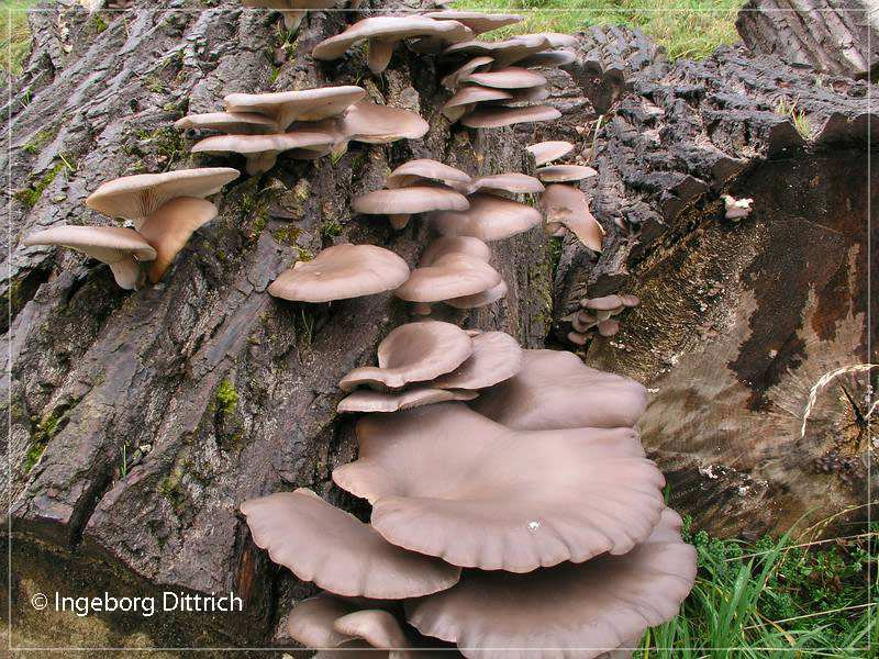 Pleurotus ostreatus