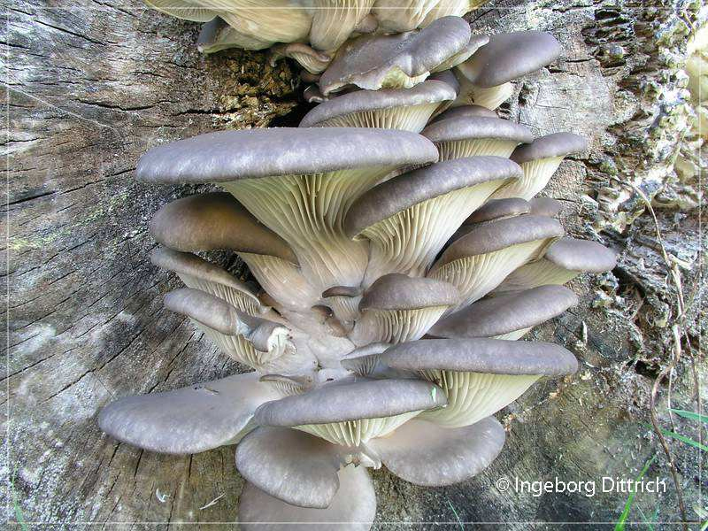 Pleurotus ostreatus