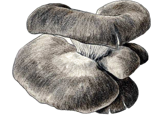 Pleurotus ostreatus