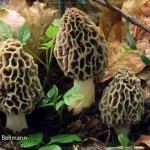 Morchella esculenta - Speise-Morchel