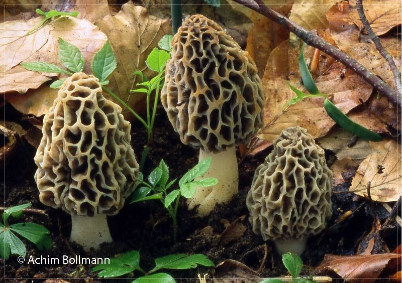 Morchella esculenta - Speise-Morchel