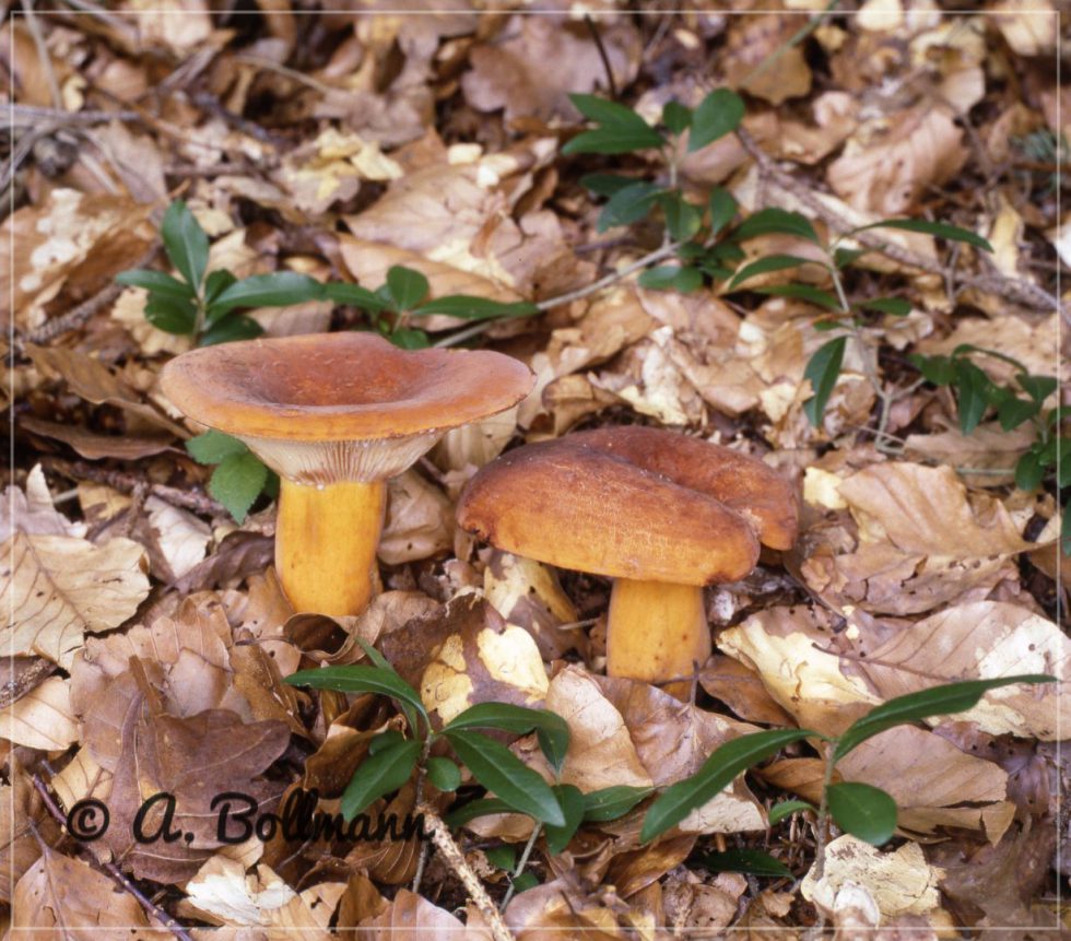 Brätling Rezept - Brätling, Milchbrätling, Birnenmilchling, Süßling (lactarius Volemus)