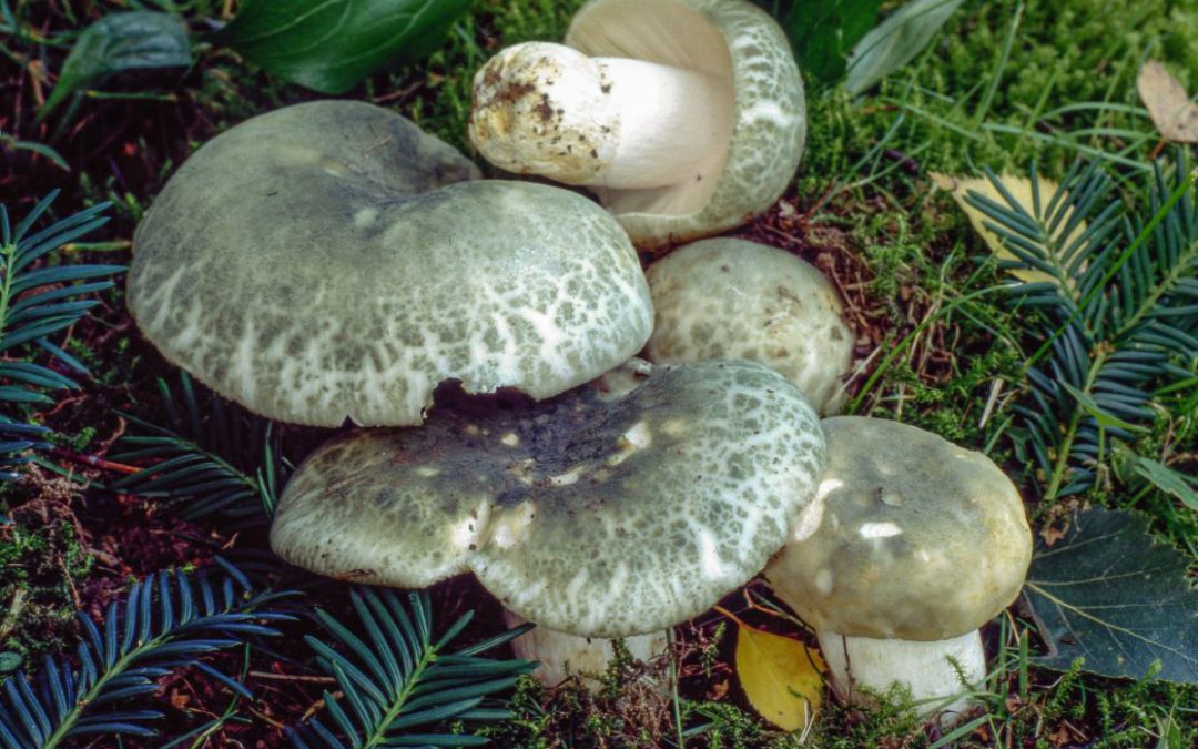 Grüngefelderter Täubling – August 2020
