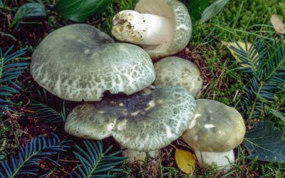 Grüngefelderter Täubling – August 2020