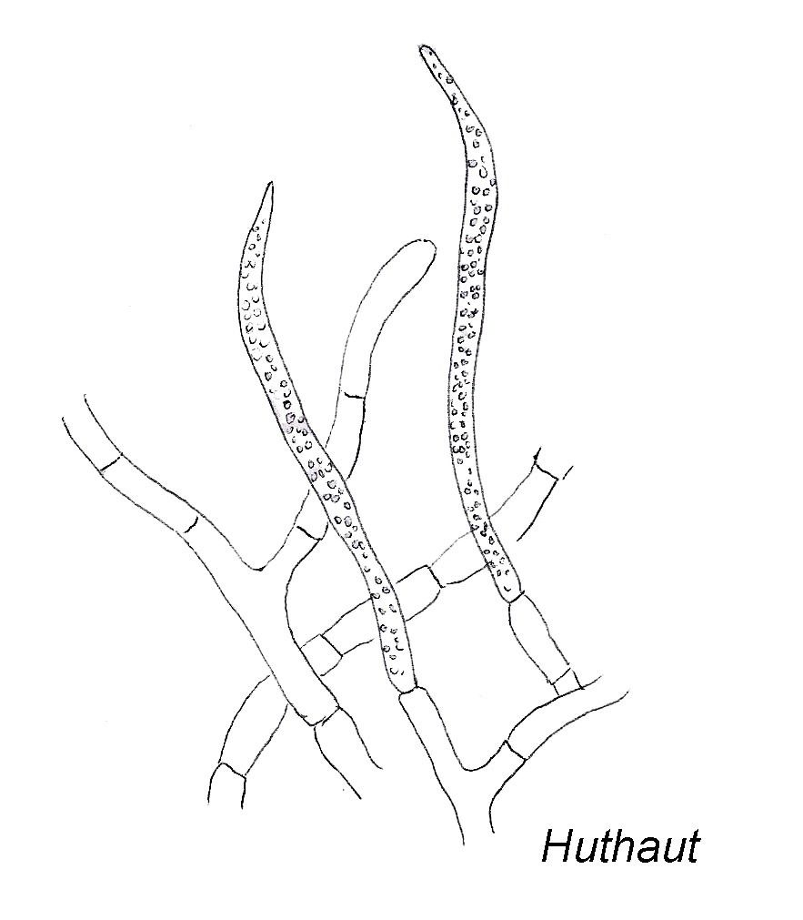 Harter Zinnober-Täubling