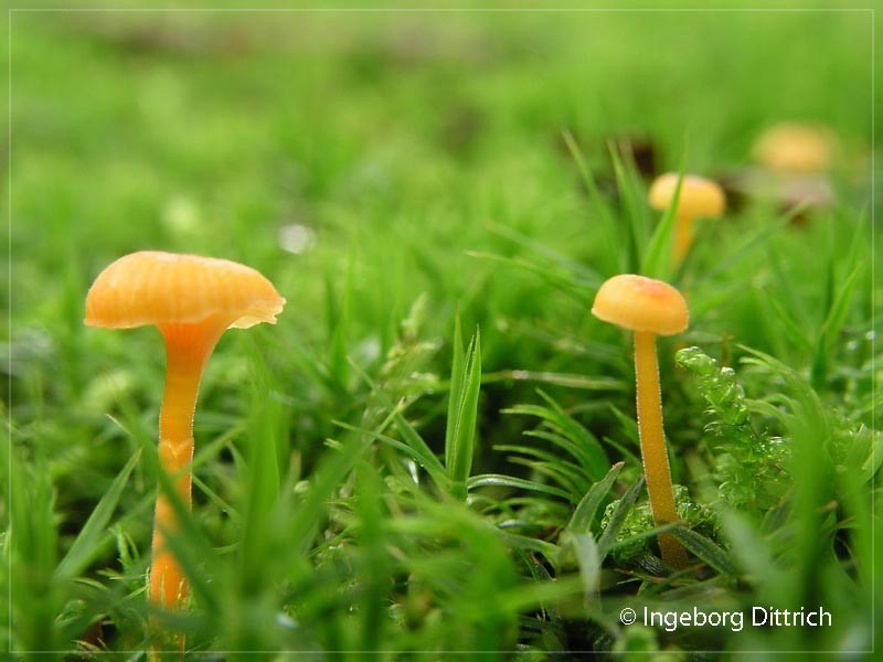 Orangeroter Heftel-Nabeling