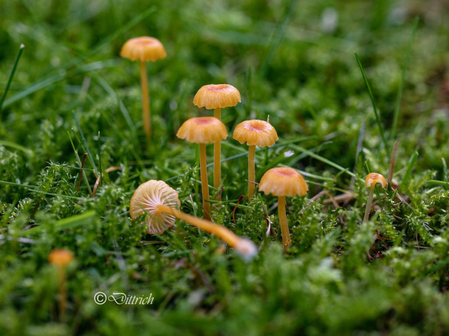 Orangeroter Heftel-Nabeling