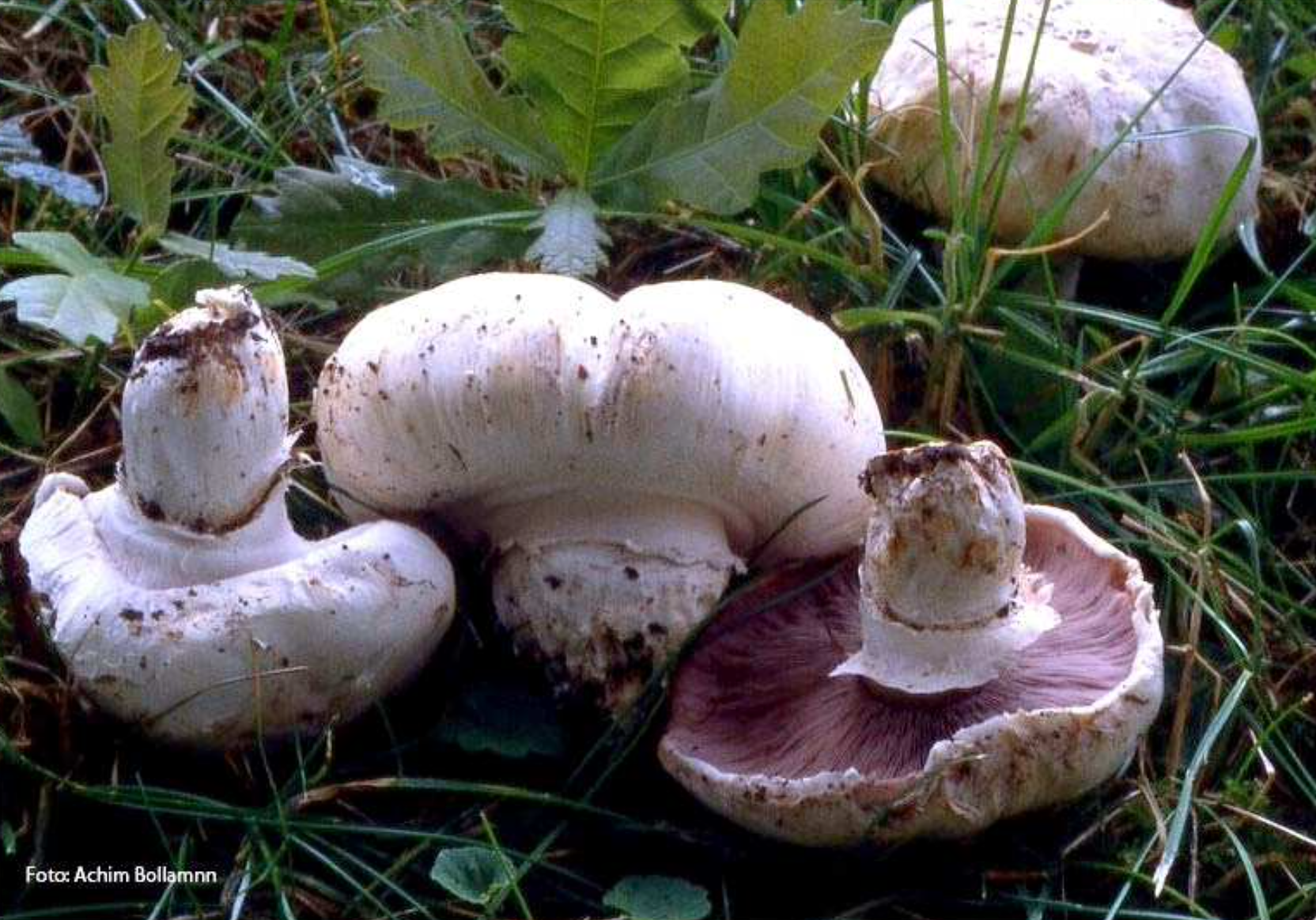 Agaricus bitorquis - Stadtegerling