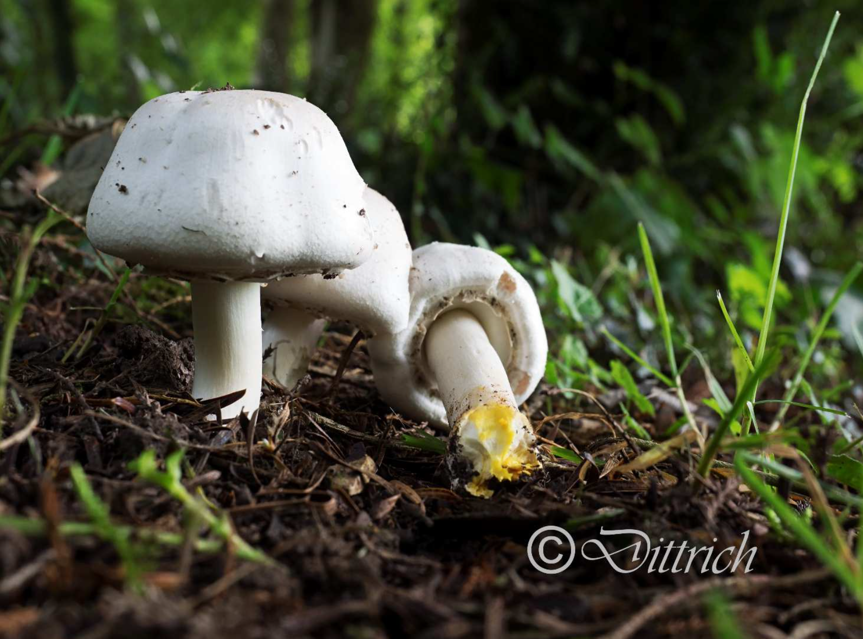 Agaricus xanthoderma - Karbolegerling