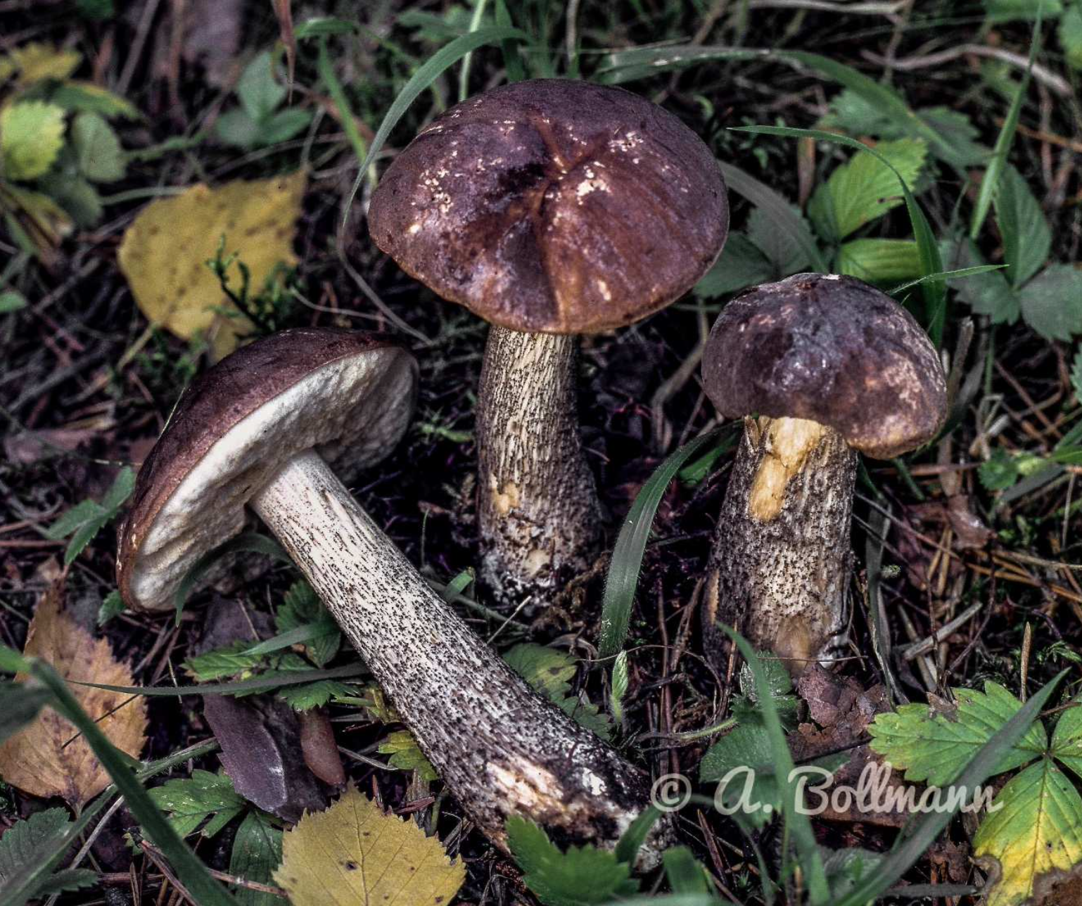 Leccinum scabrum - Birkenröhrling