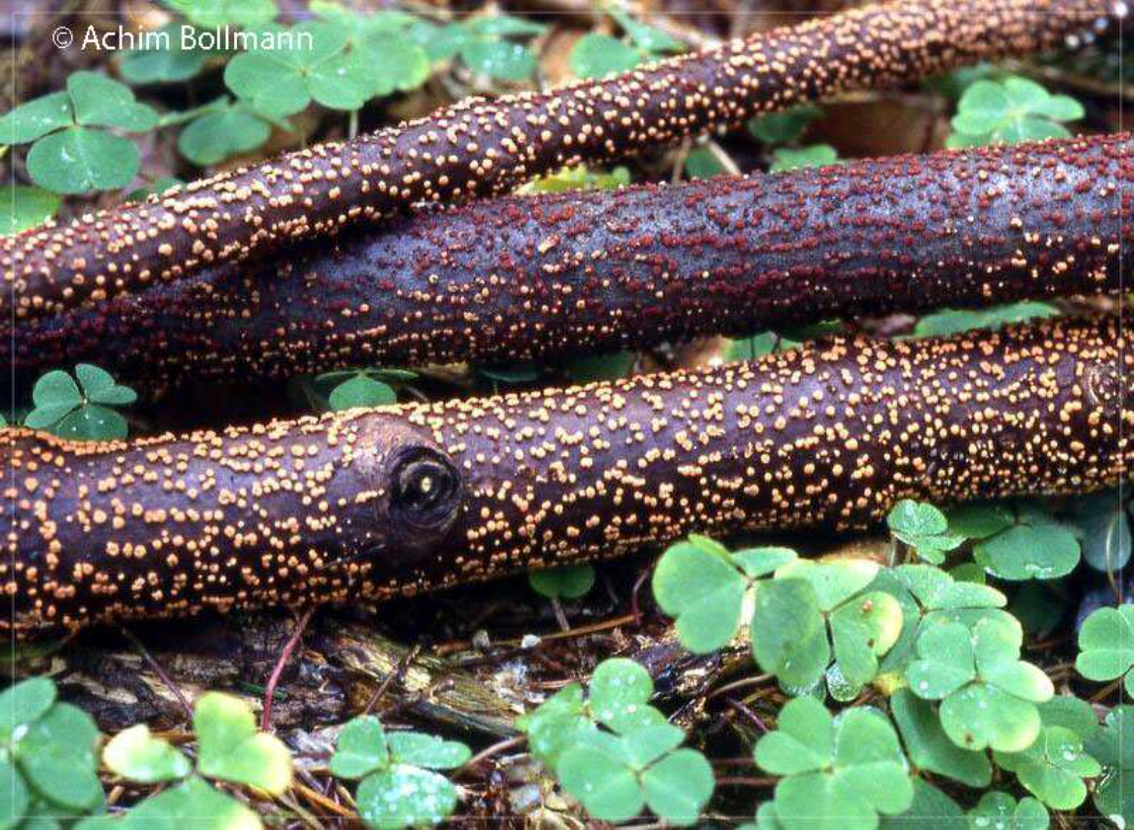 Nectria cinnabarina - Zinnoberroter Pustelpilz