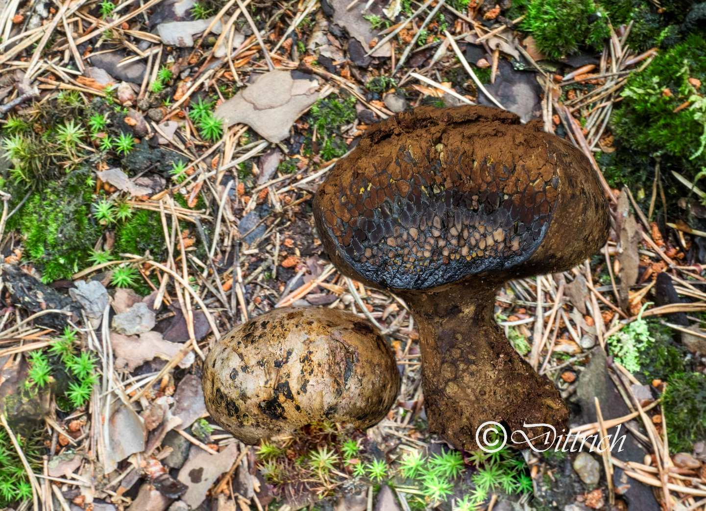 Pisolithus Arhizus - Erbsenstreuling