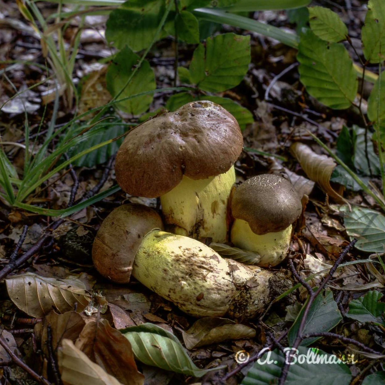 Butyriboletus appendiculatus - Anhängselröhrling