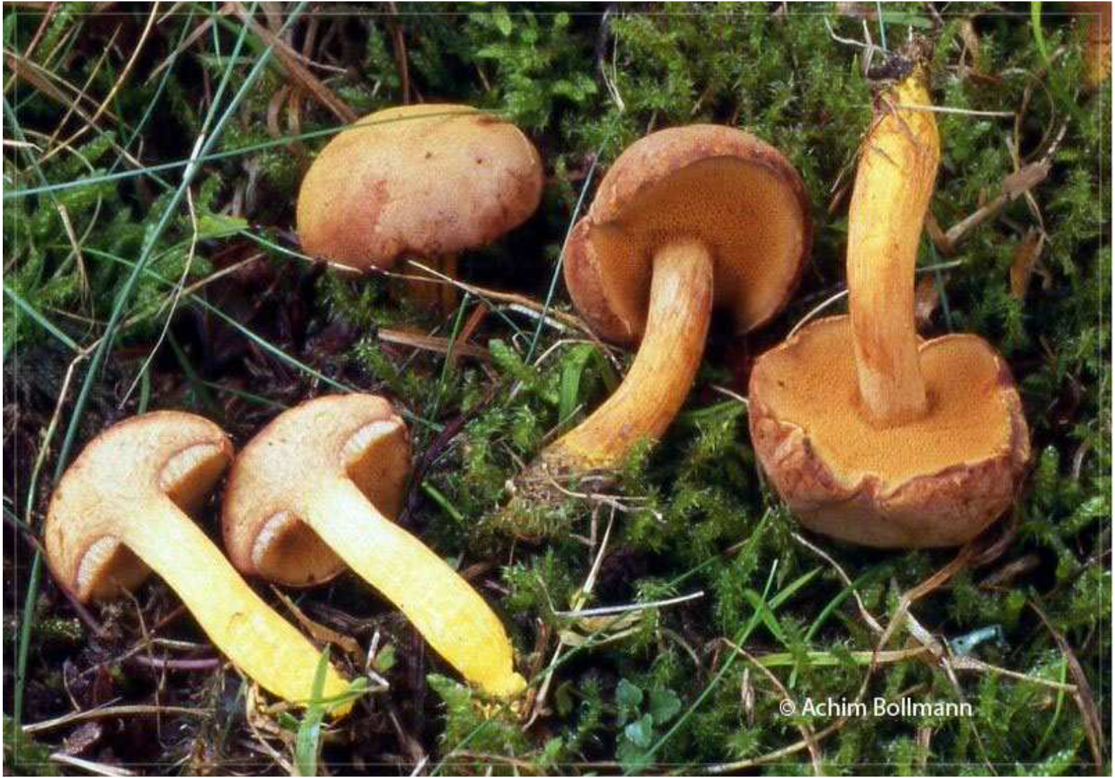 Chalciporus piperatus - Pfefferröhrling