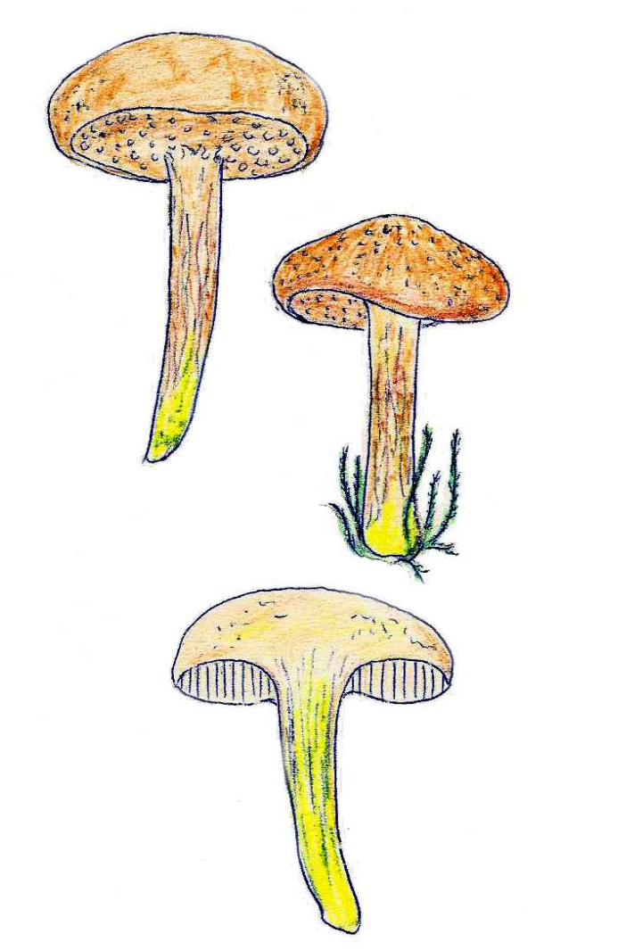 Chalciporus piperatus - Pfefferröhrling