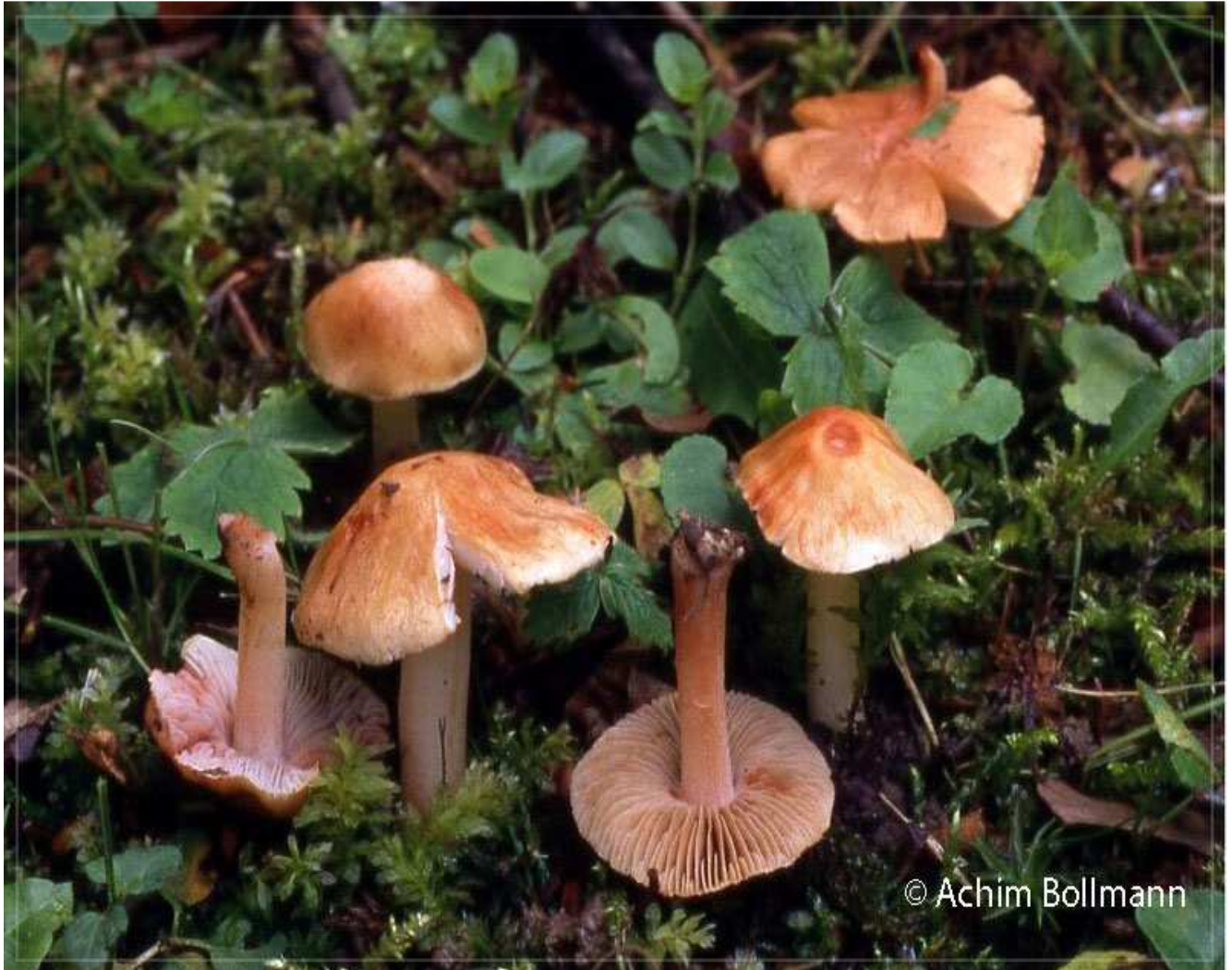 Inocybe godeyi - Rötender Risspilz