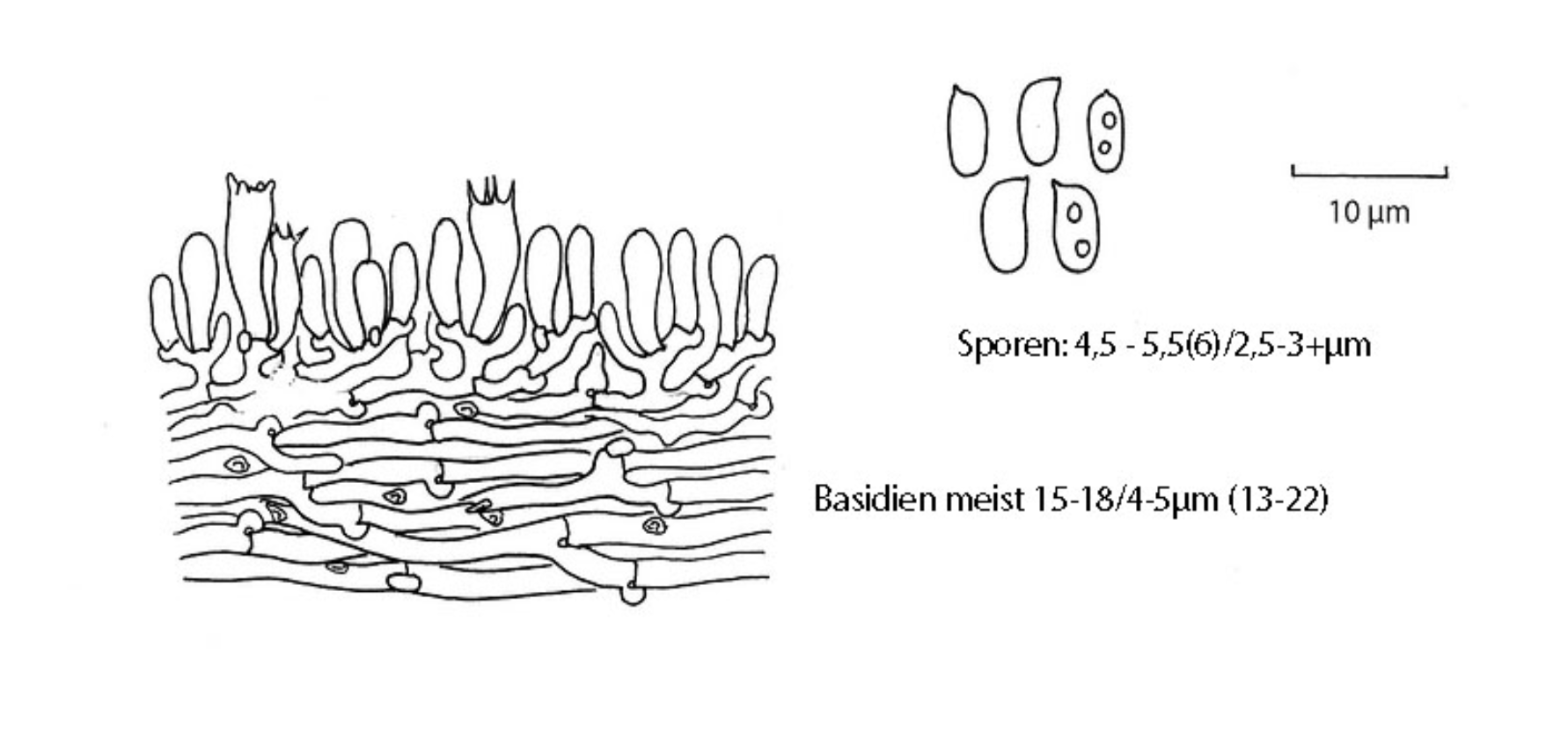 Bjerkandera adusta