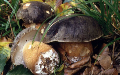 Schwarzhütiger Steinpilz – November 2016