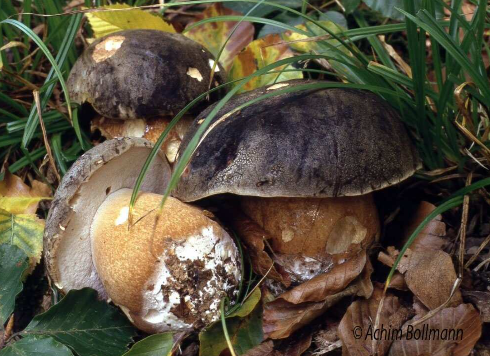 Boletus aereus - Schwarzhütiger Steinpilz