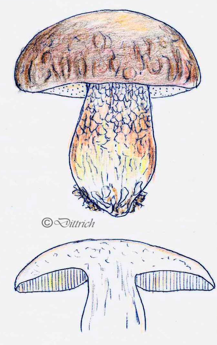 Boletus aereus -Schwarzhütiger Steinpilz