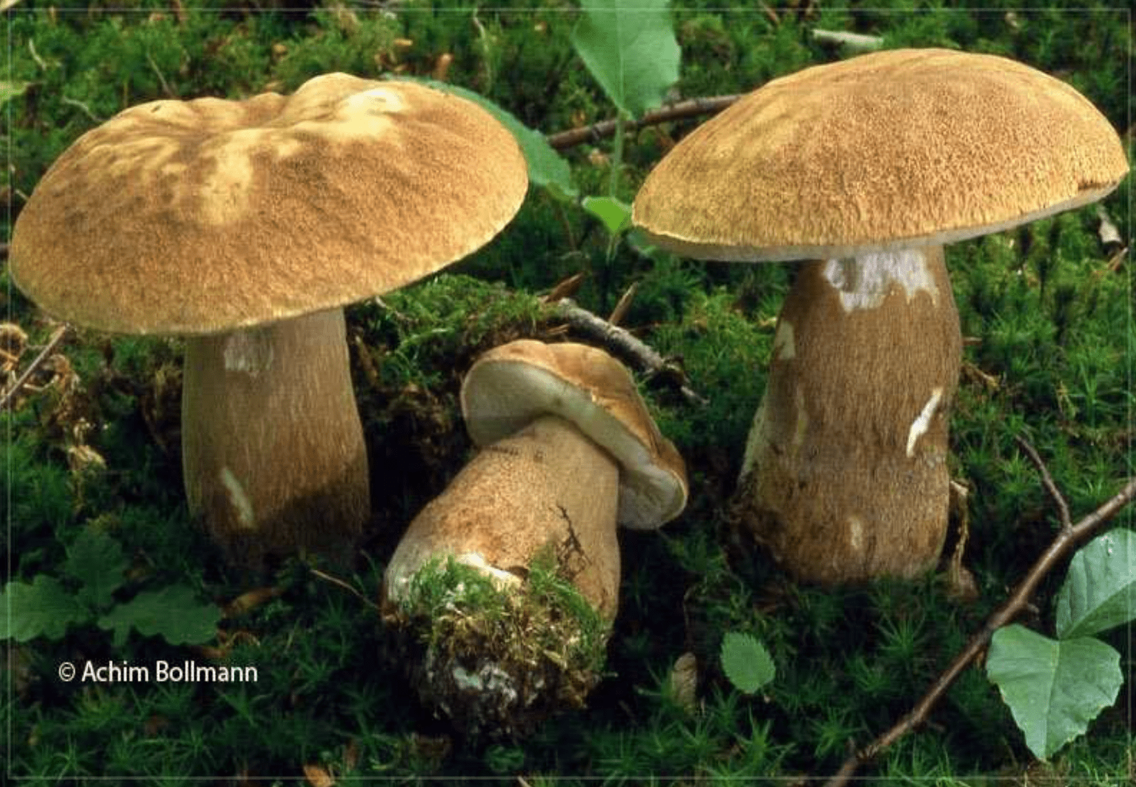 Boletus aestivalis