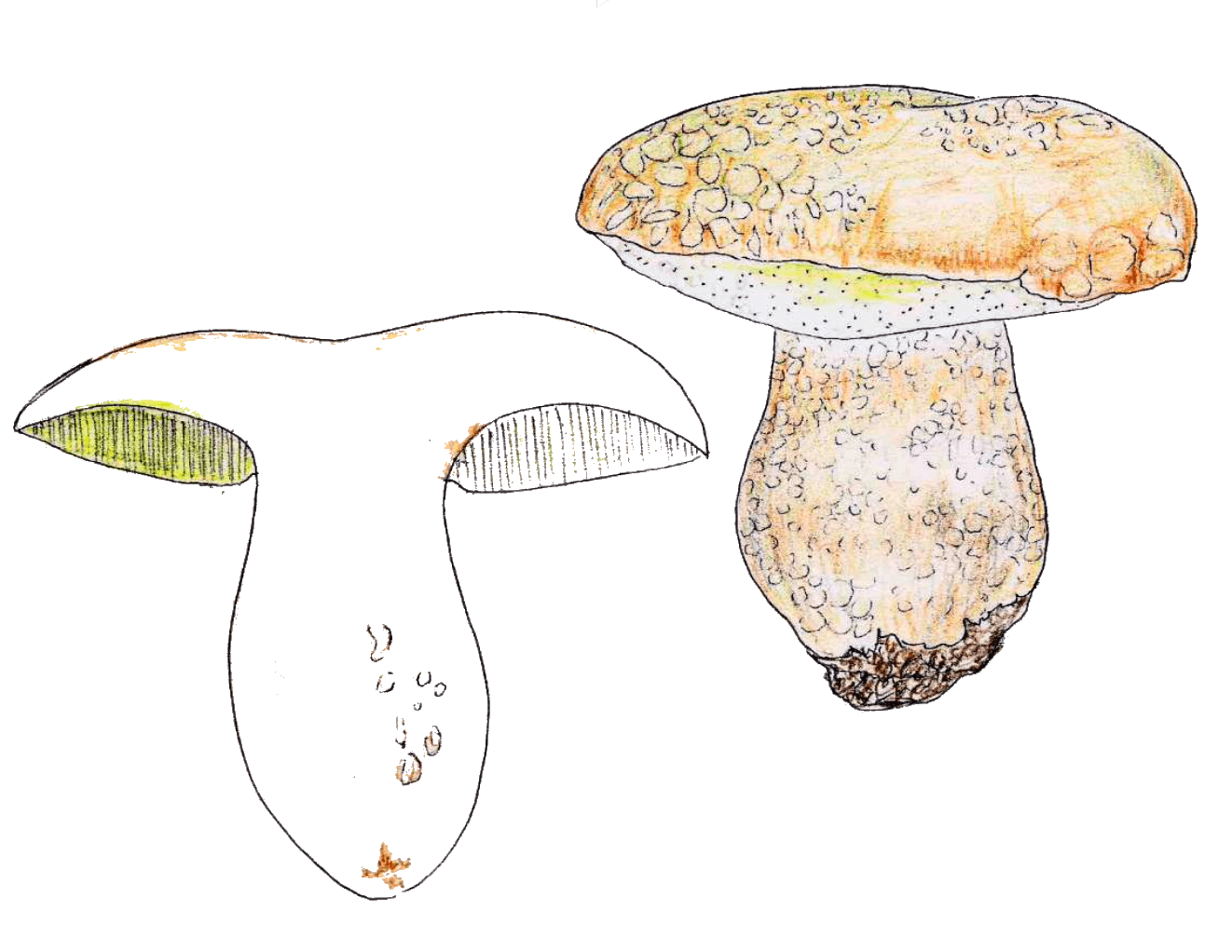 Boletus aestivalis