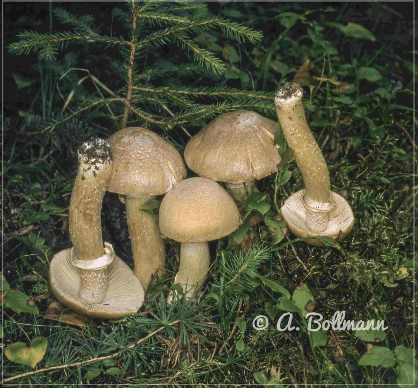 Cortinarius caperatus - Reifpilz