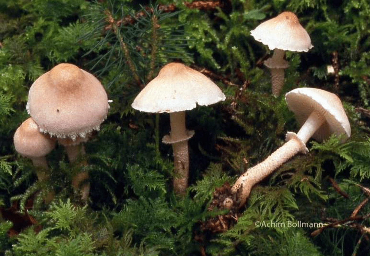 Cystoderma carcharias