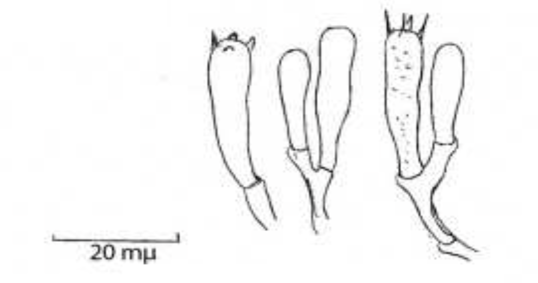 Cystoderma carcharias