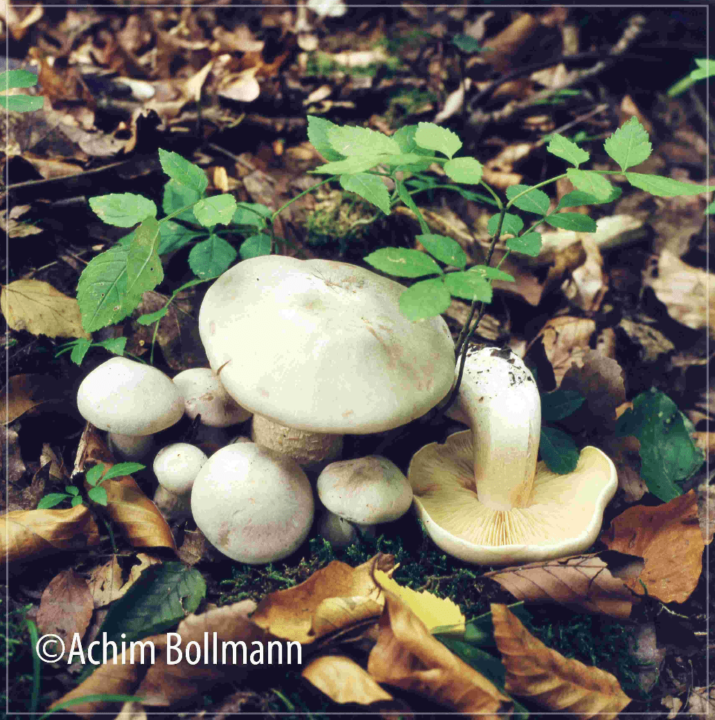 Entoloma sinuatum