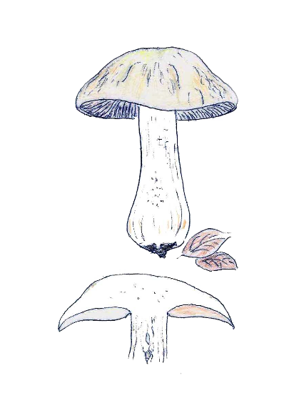 Entoloma sinuatum