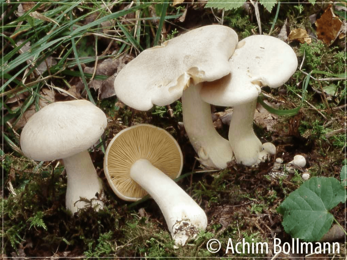 Entoloma sinuatum