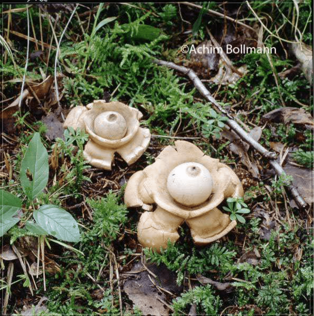 Geastrum triplex