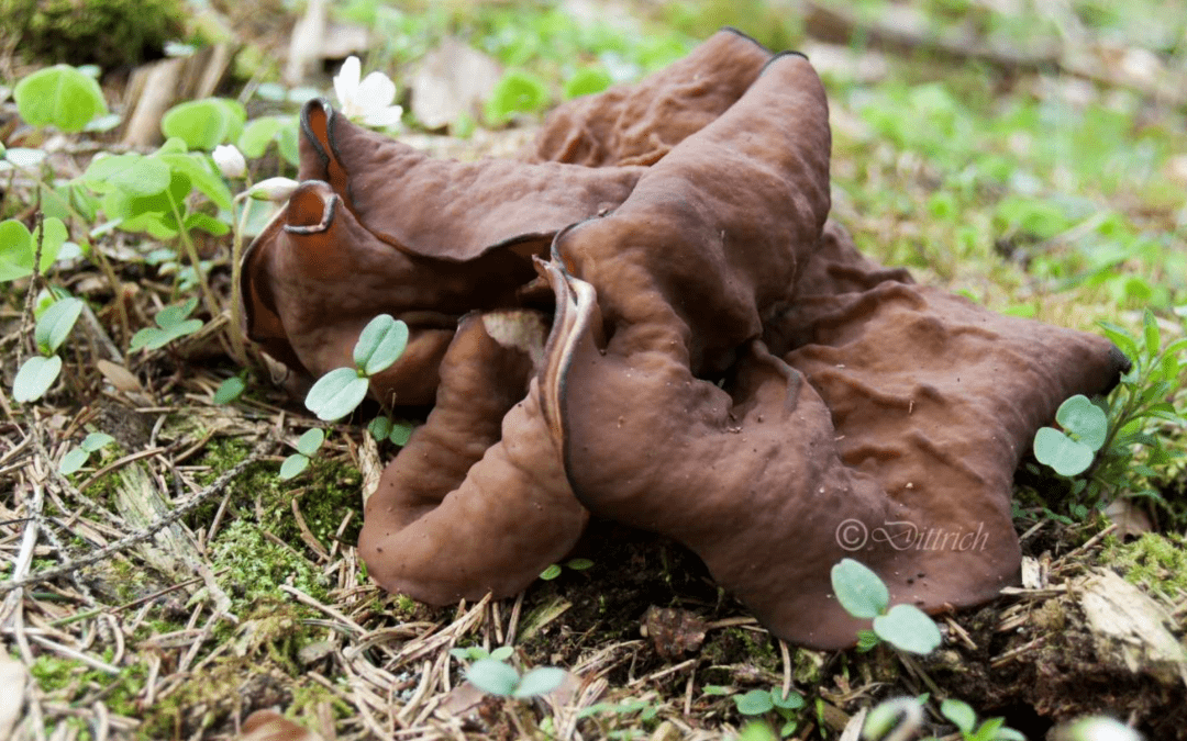 Scheiben-Lorchel – Mai 2016