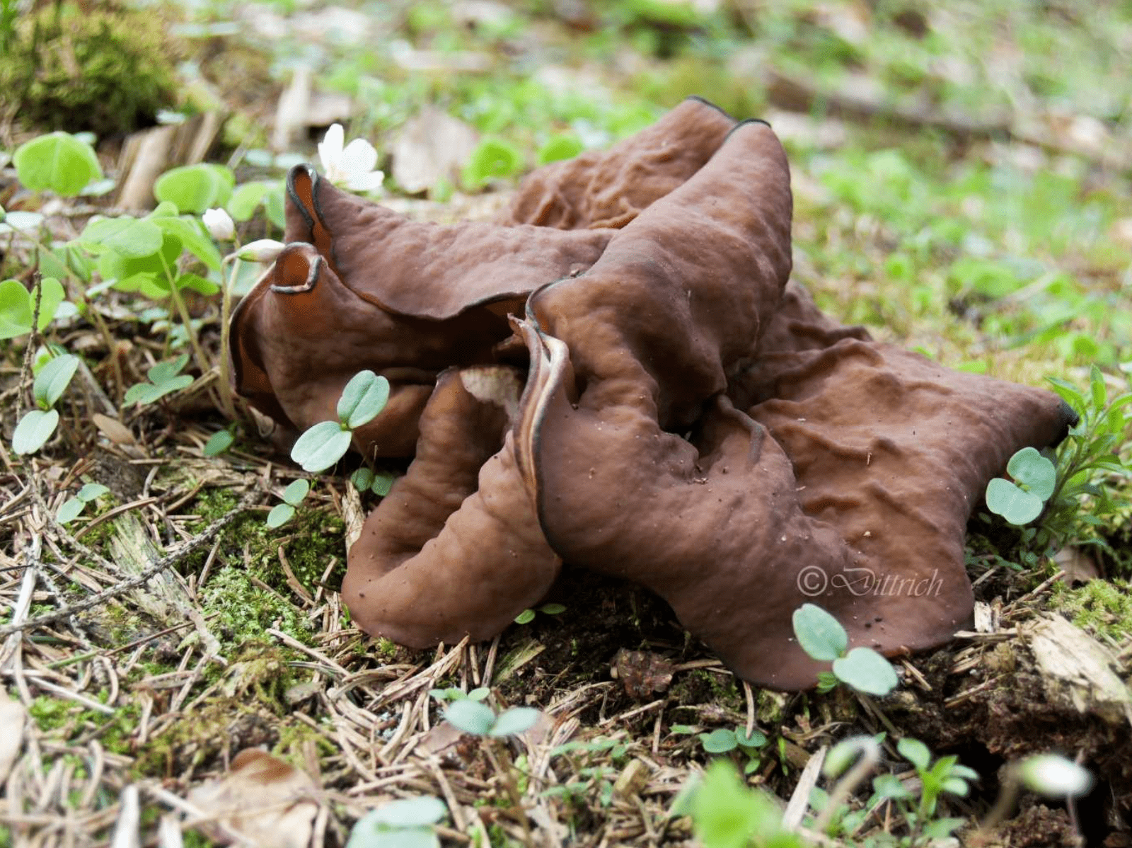 Gyromitra ancilis