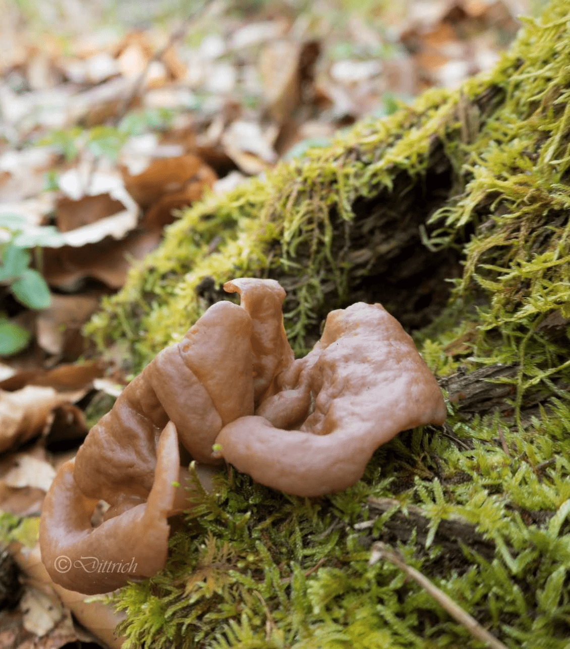 Gyromitra ancilis