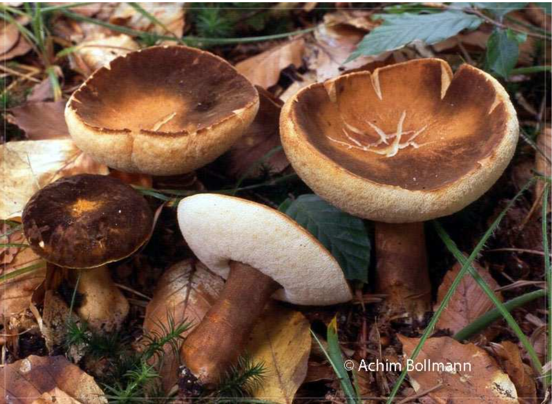 Gyroporus castaneus - Hasen-Blasssporröhrling