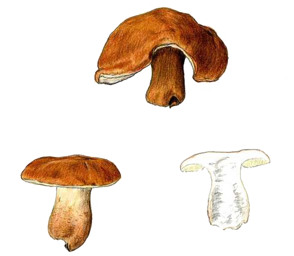 Gyroporus castaneus - Hasen-Blasssporröhrling