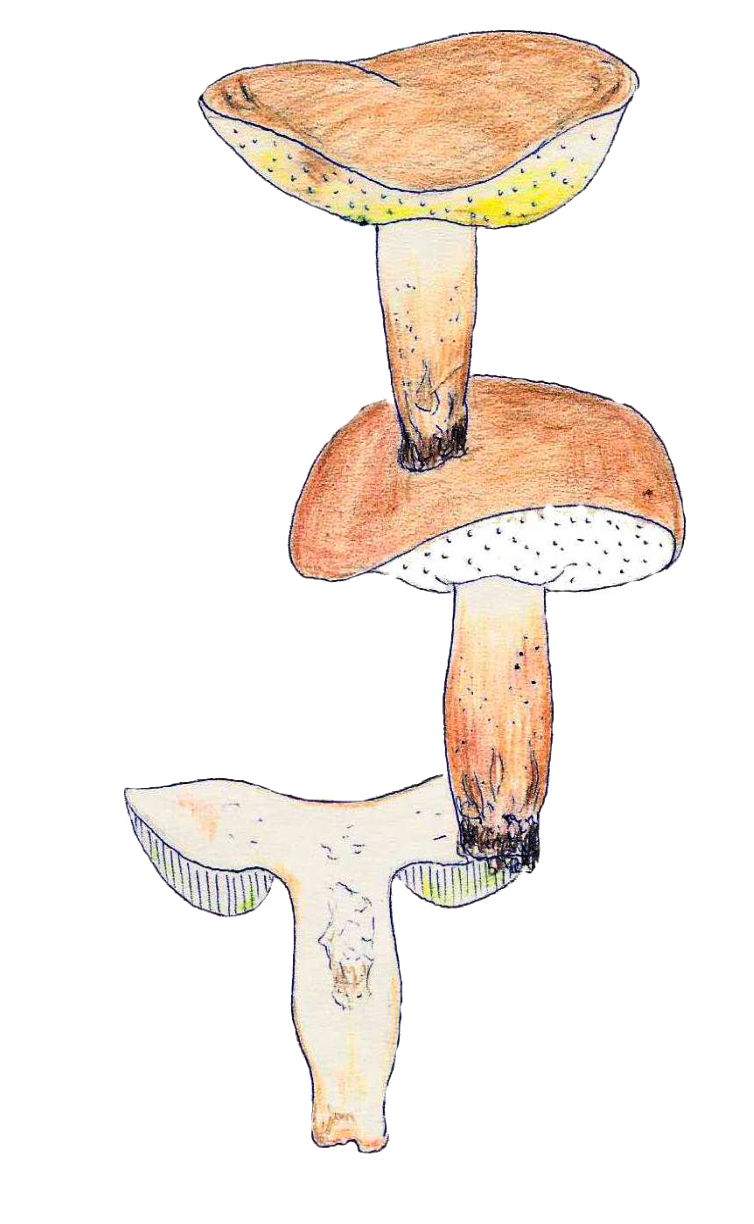 Gyroporus castaneus - Hasen-Blasssporröhrling