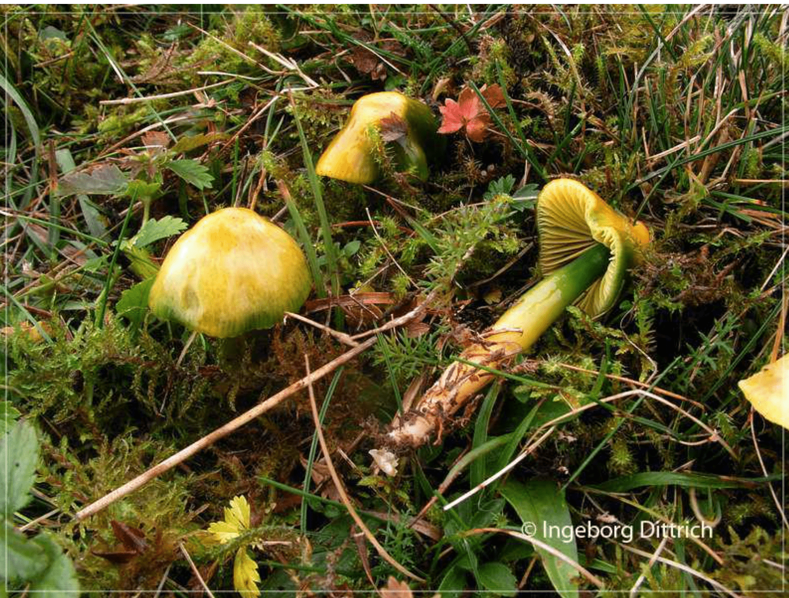 Hygrocybe psittacina Hygrocybe psittacina