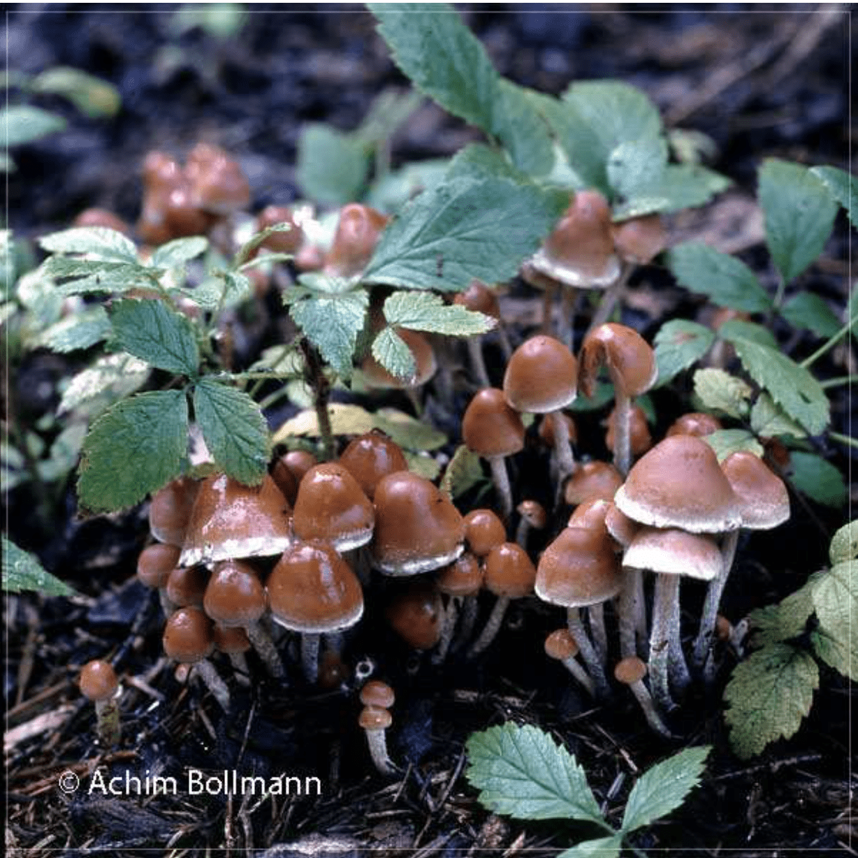 Hypholoma marginatum