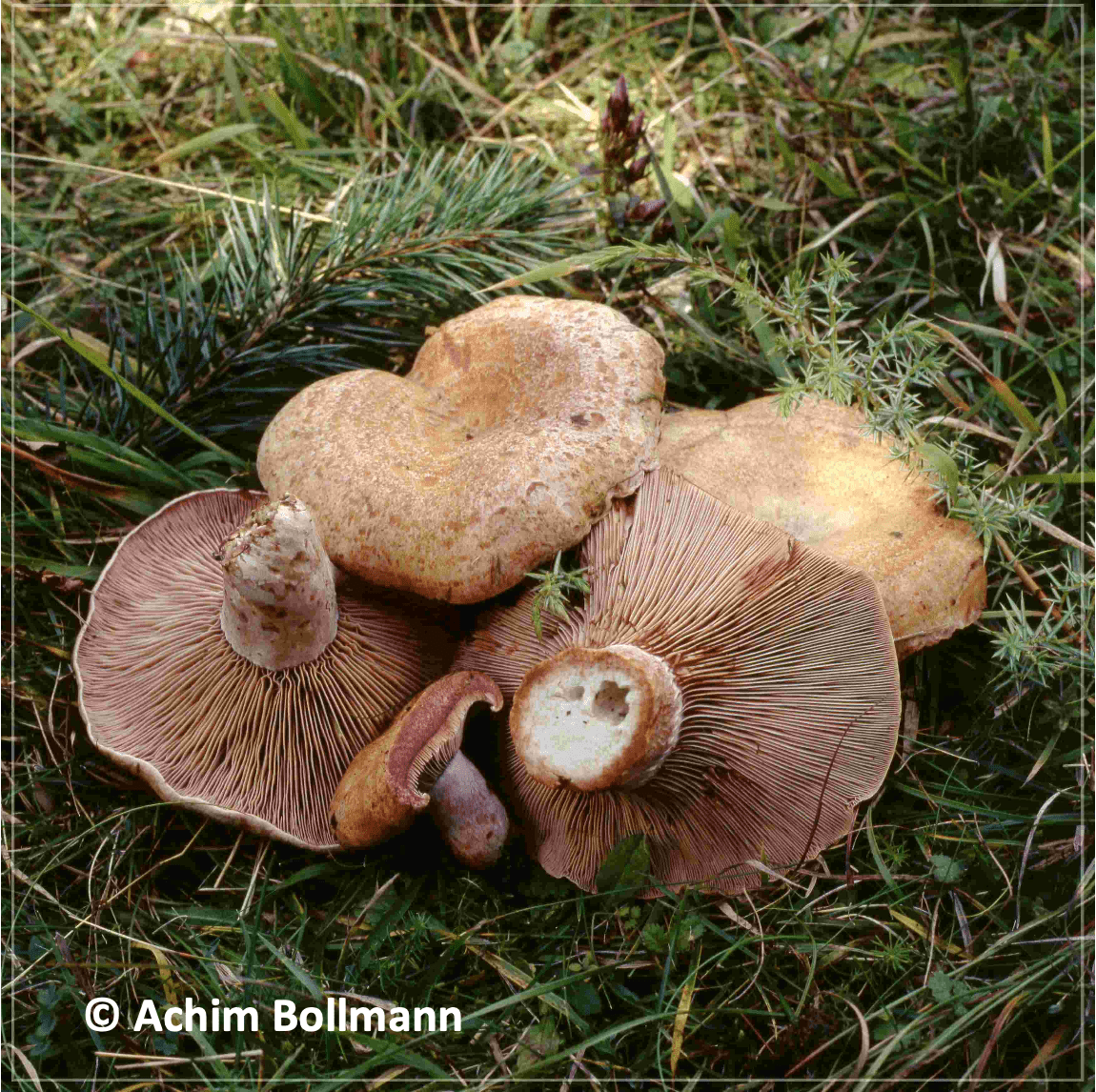 Lactarius sanguifluus