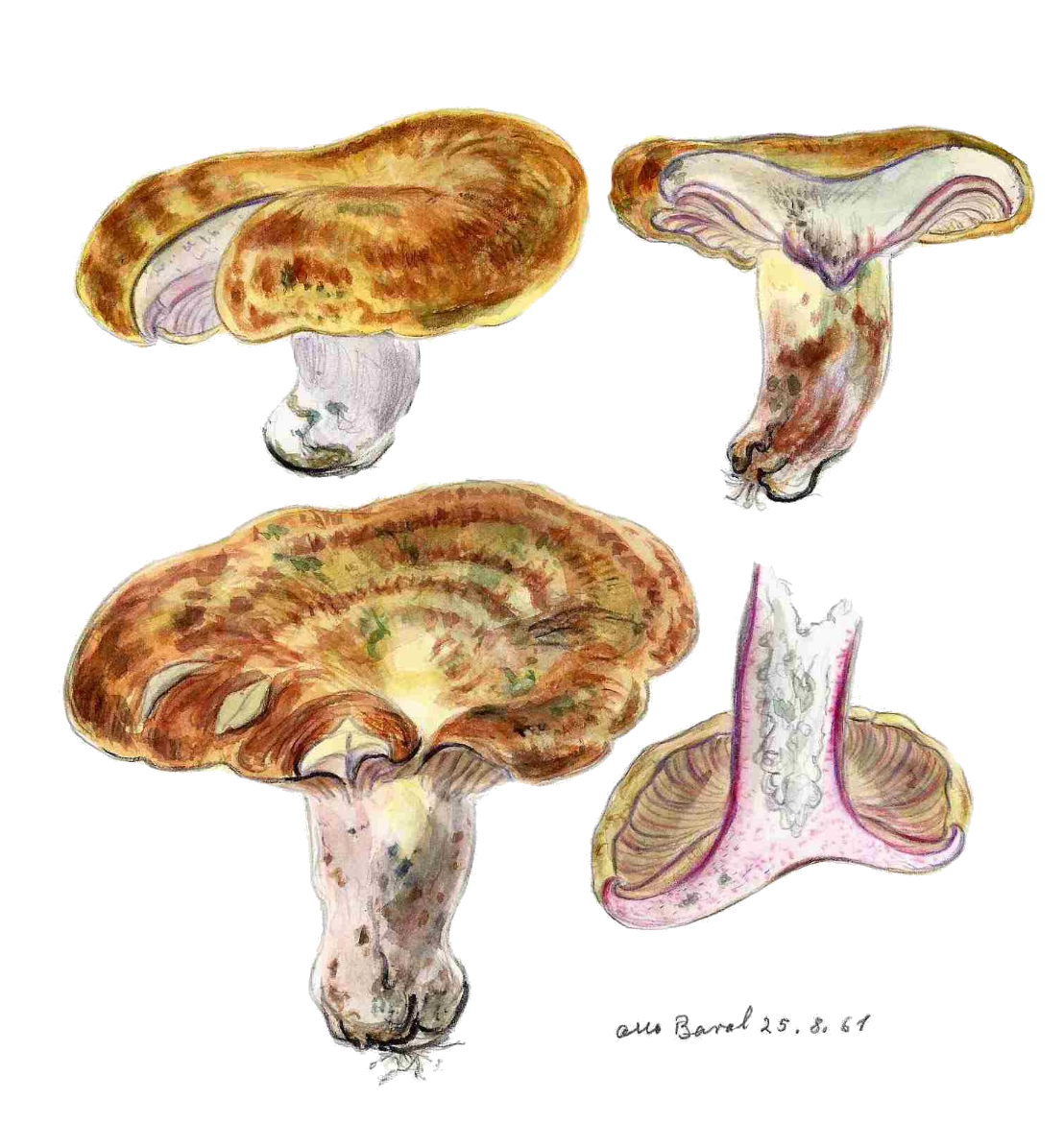 Lactarius sanguifluus