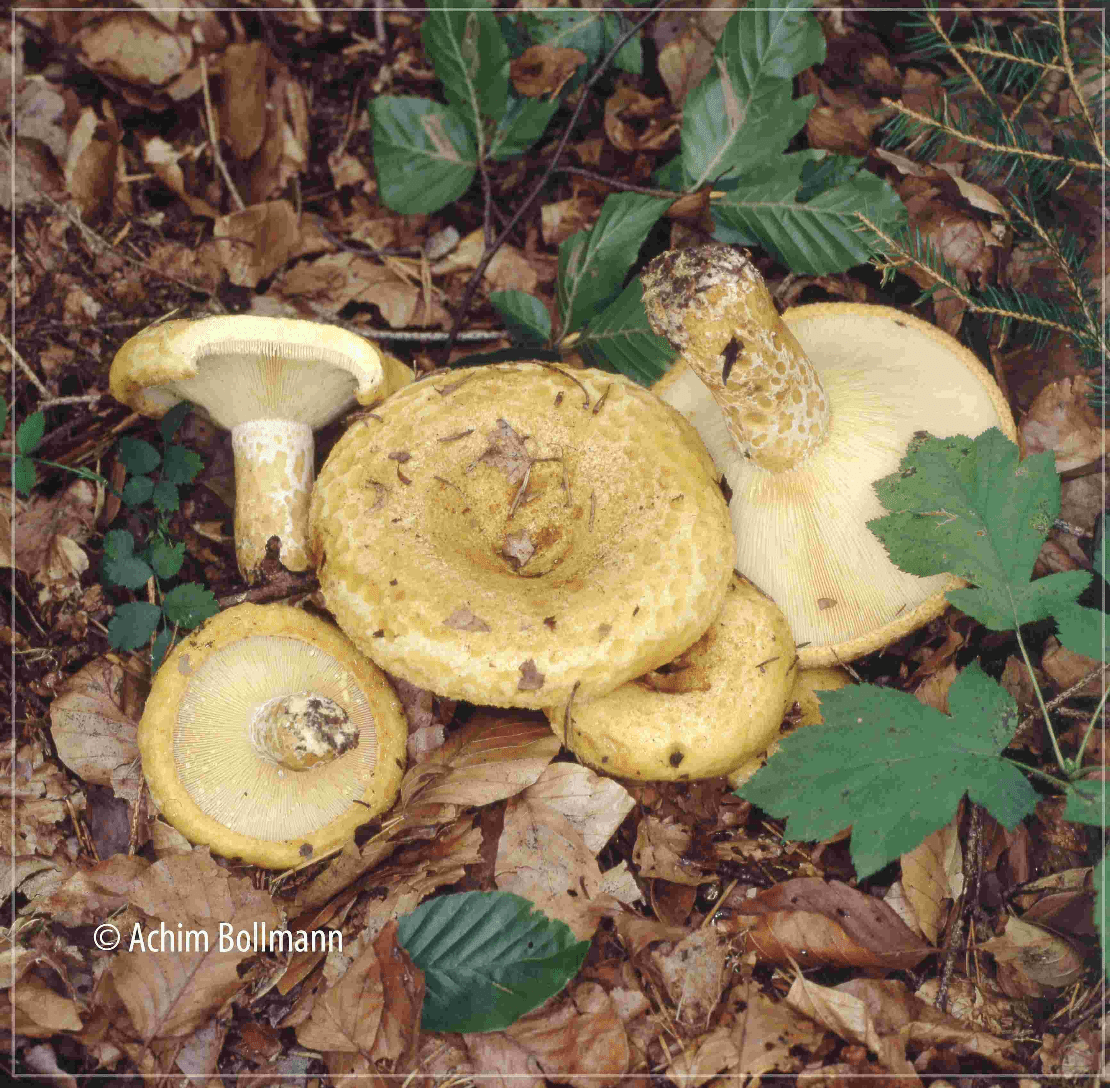 Lactarius scrobiculatus