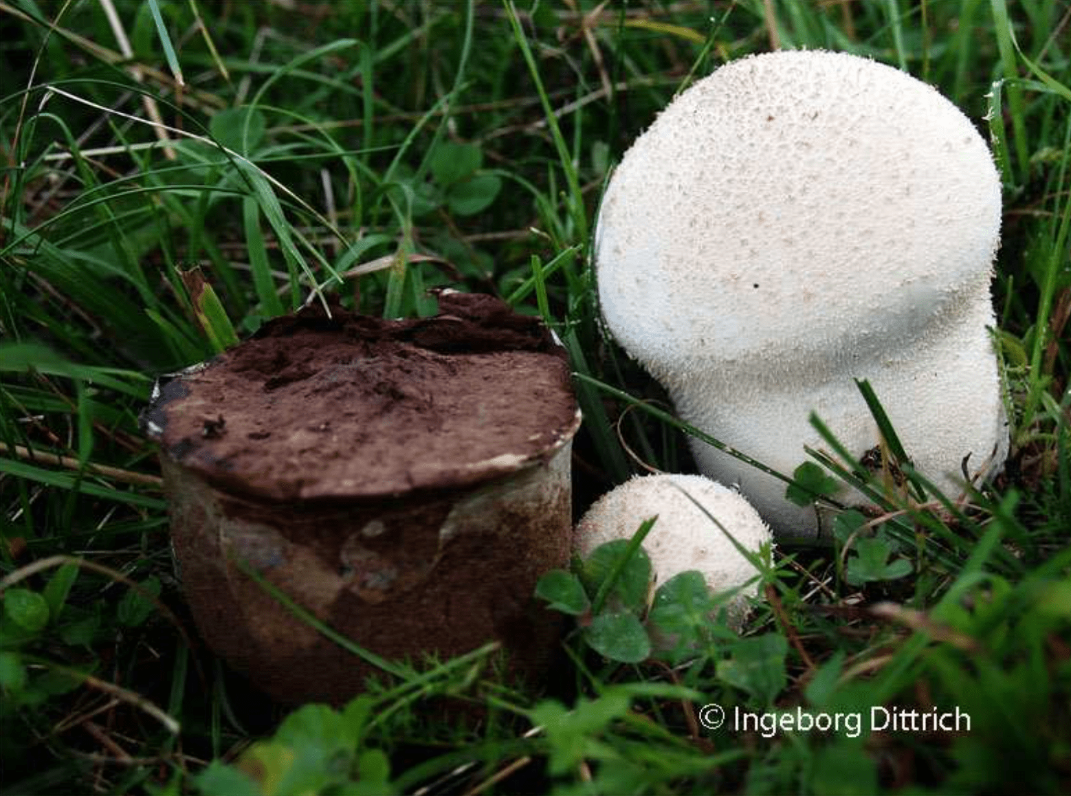 Lycoperdon excipuliforme