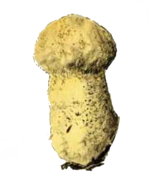 Lycoperdon excipuliforme