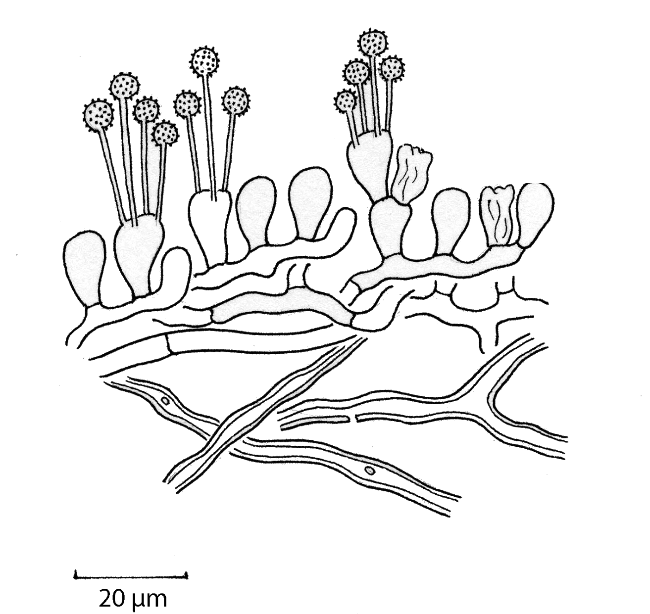 Lycoperdon excipuliforme