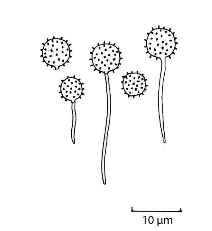 Lycoperdon excipuliforme